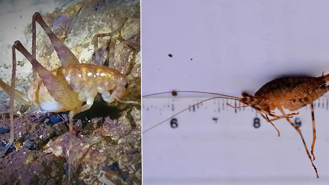 Diyarbakır’da bulunan yeni çekirge türüne ‘Troglophilus diclensis’ ismi verildi