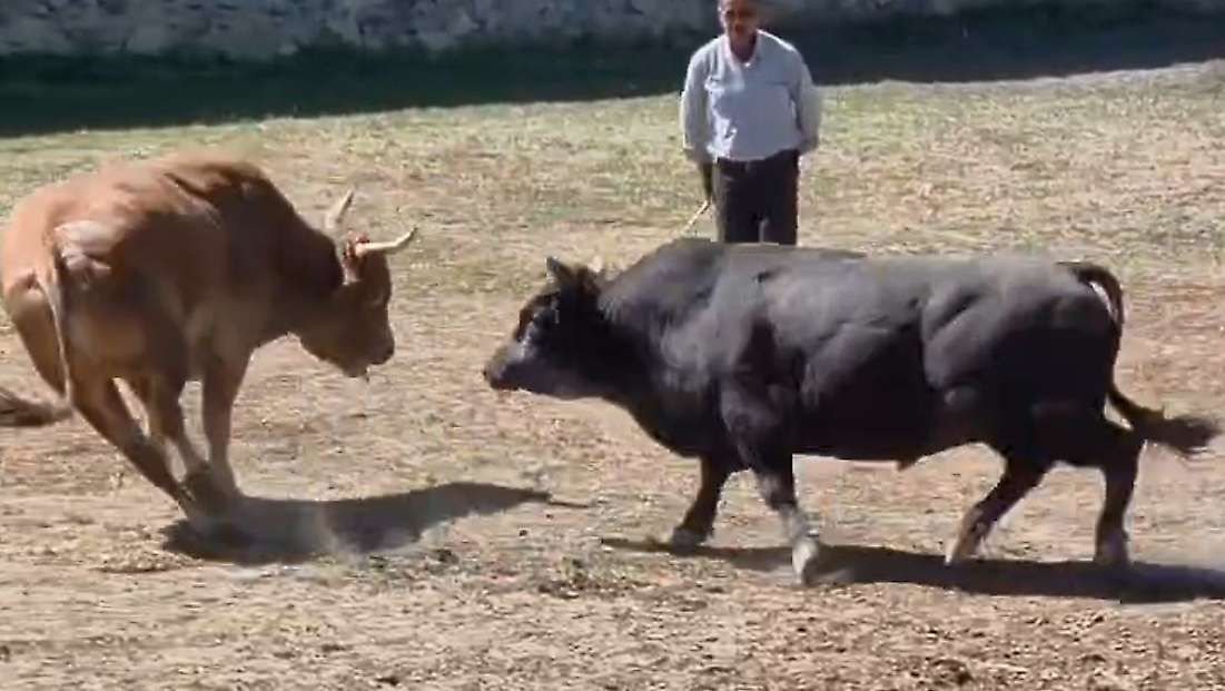 Güreşten kaçan 600 kiloluk boğa, demir kapıdaki boşluktan arenanın dışına atladı