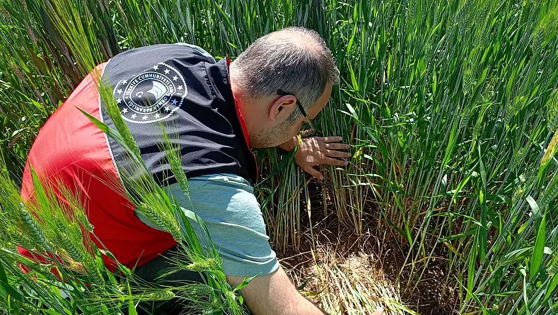 Konya’da buğday tarlalarında kritik kontrol