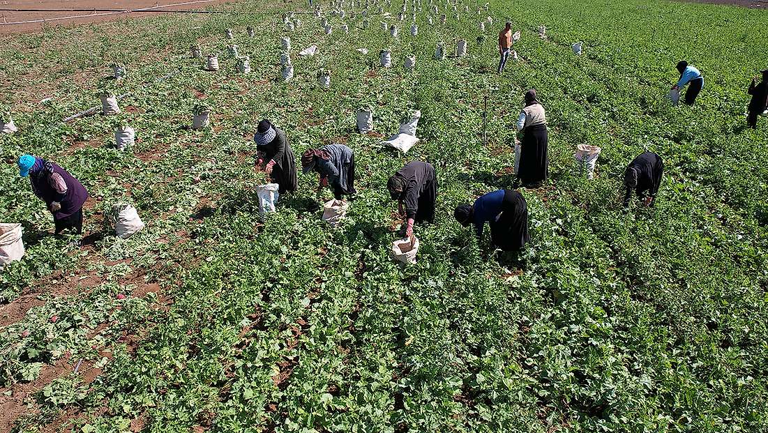 Konya'da çiftçinin yeni gözdesi: Kırk beş günde tarladan sofraya