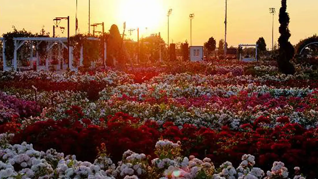 Konya'da görsel şölen! 190 çeşit gül ziyaretçilerini bekliyor