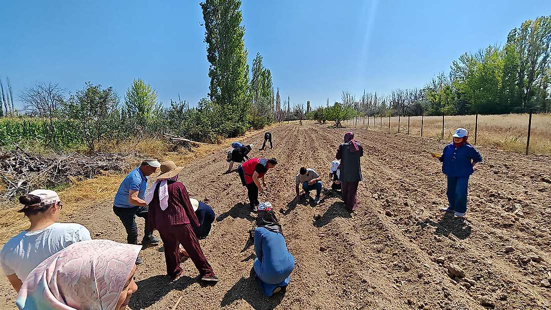 Konya’da kırmızı altın toprakla buluştu