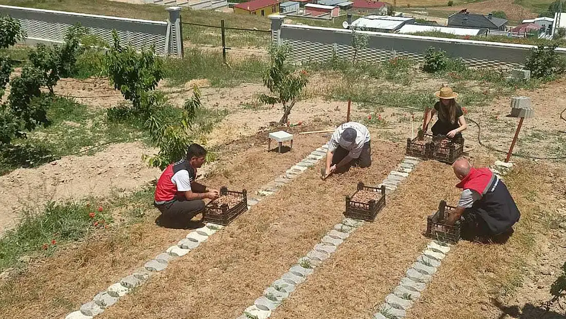 Konya’da safran hasadı yapıldı