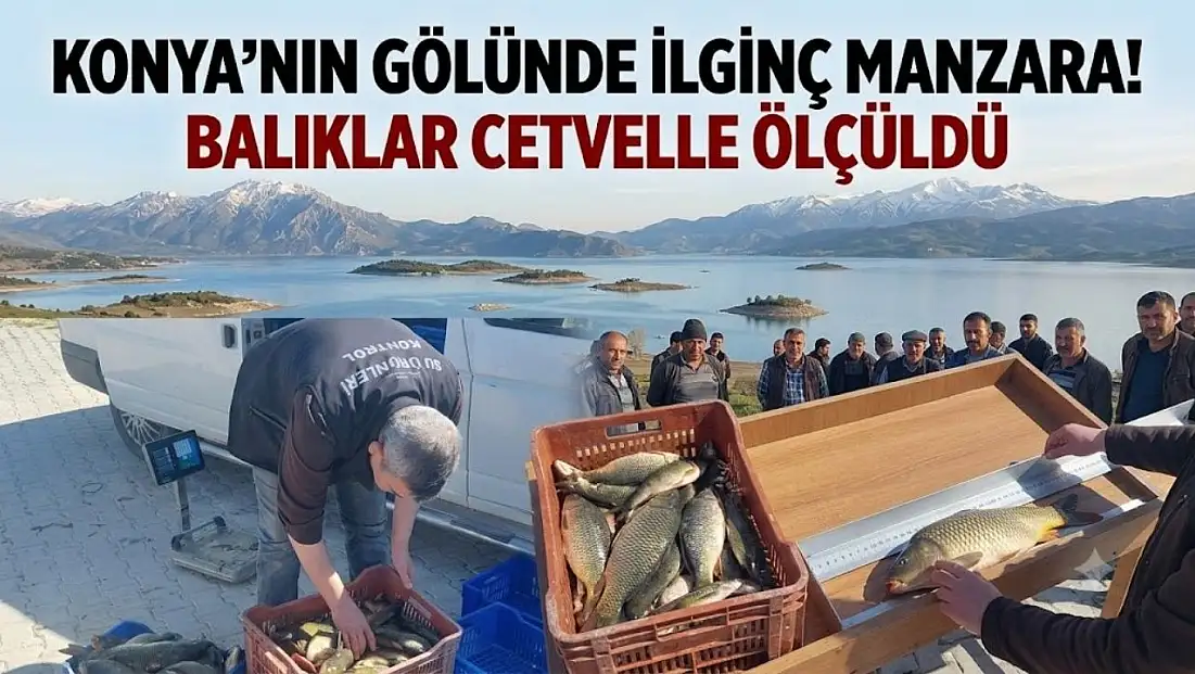 Konya'nın gölünde ilginç manzara! Balıklar cetvelle ölçüldü