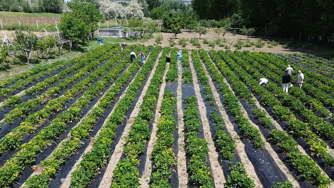 KOP projesiyle 6 bin fide toprakla buluştu
