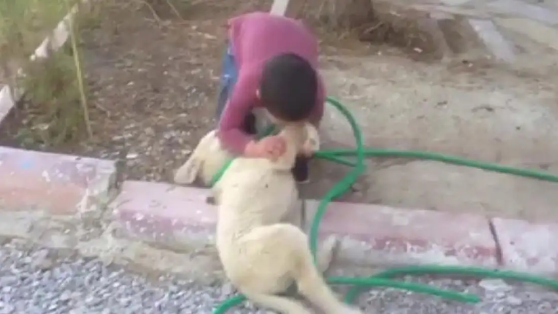 Köpeği ısıran çocuk görenleri gülme krizine soktu