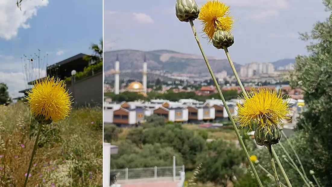 'Tülüşah'ı koparmanın cezası 557 bin TL