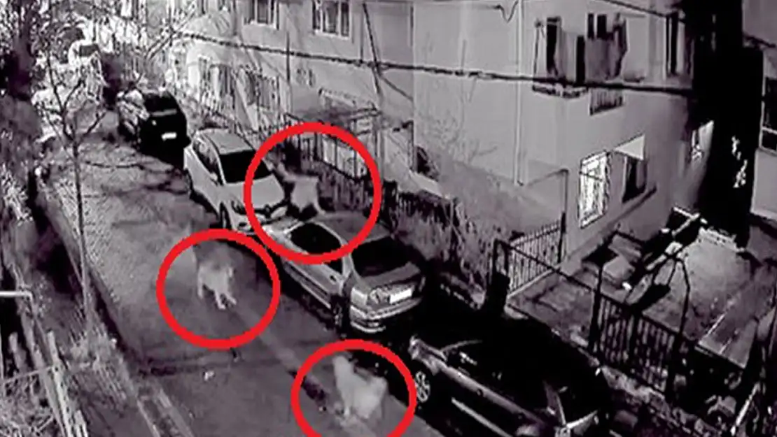 Avcılar'da köpeklerden kaçan vatandaş survivor turu yaptı