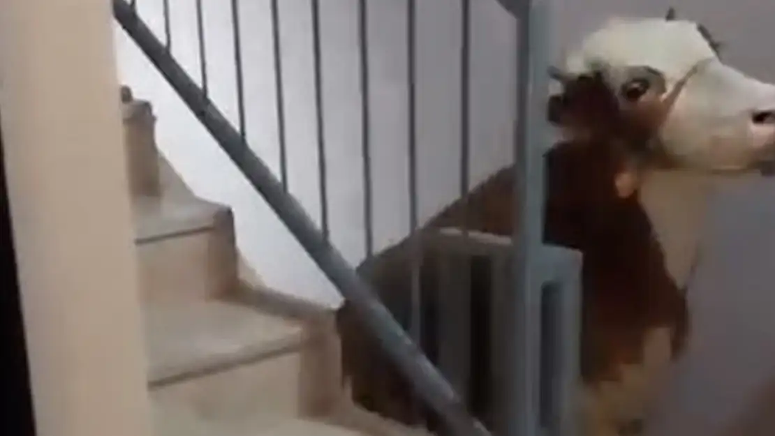 Görenler hayret etti! Kesmek için 6'ıncı kata çıkardı