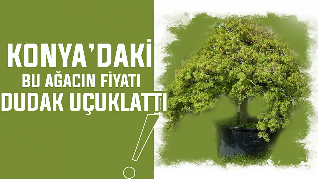 Konya'daki bu ağaç 150 bin lira! Peyzaj ürünlerine dev talep