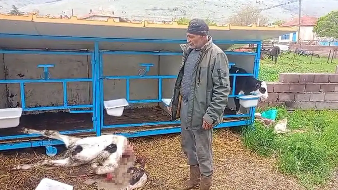 Konya’da başıboş köpek dehşeti