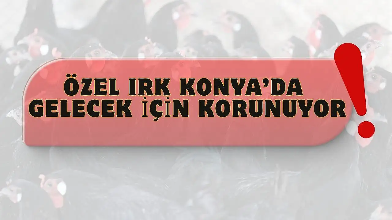 Konya’da genetik miras için kritik çalışma: Sayıları artırılıyor