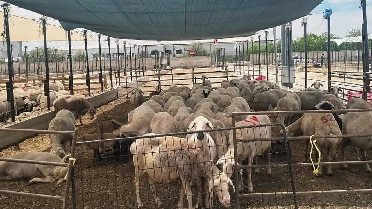 Konya’da kurban pazarı kontrolleri artırıldı