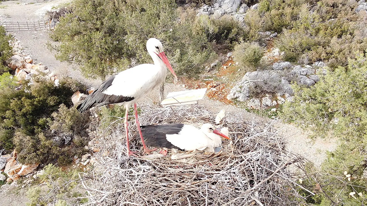 Konya'da leylekler vadisi canlandı