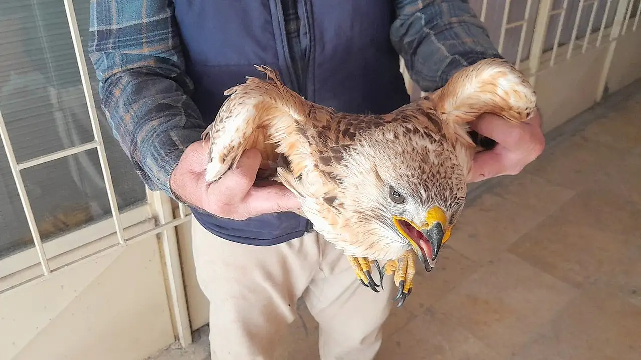 Konya'da tarlasında yaralı buldu