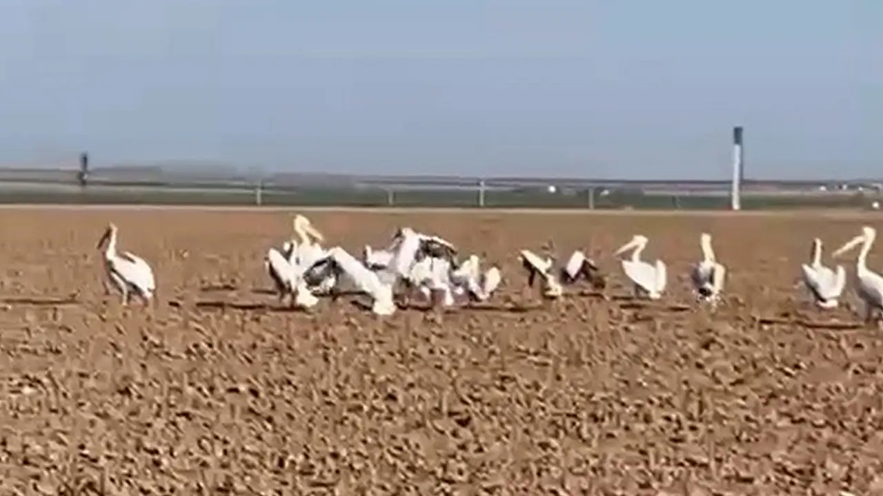 Konya'da tarlayı pelikanlar bastı! İşte o anlar