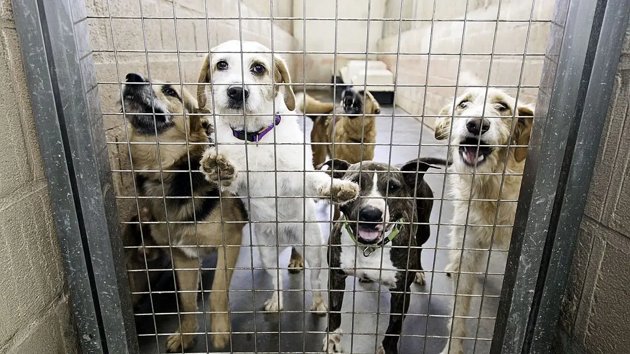 Konya'da vatandaşı ısıran köpeğin sahibine 108 bin lira ceza