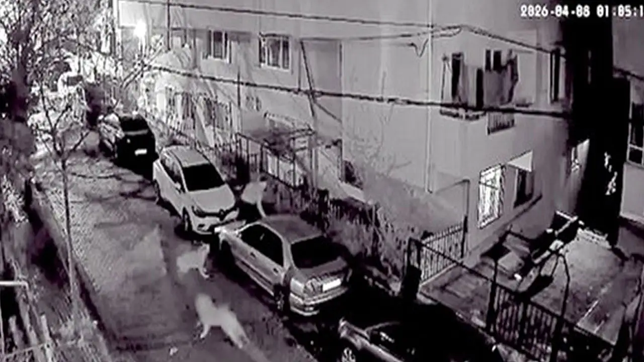 Avcılar'da köpeklerden kaçan vatandaş survivor turu yaptı