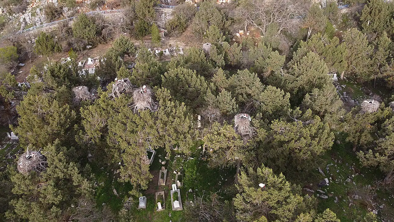 Konya'nın Beyşehir ilçesi Yeşildağ Mahallesi'nde bulunan Leylekler Vadisi, 2026 yılı bahar göçüyle birlikte sıcak ülkelerden gelen göçmen misafirlerini ağırlamaya başladı.
