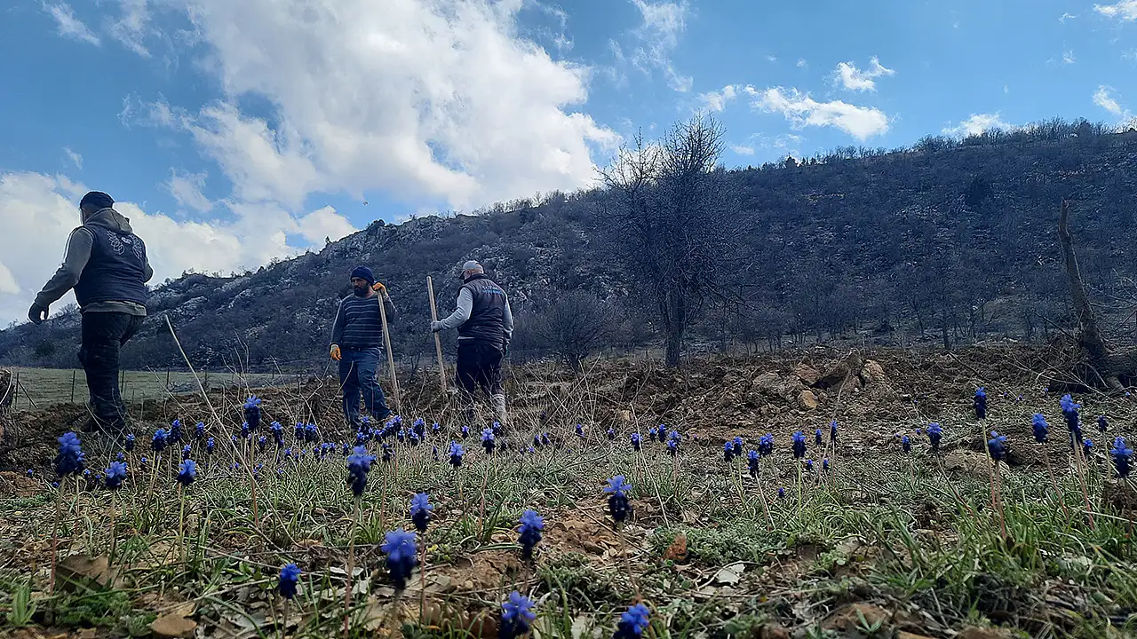 Konya'nın Bozkır ilçesinde iş insanı Mehmet Gün tarafından başlatılan proje kapsamında, 80 yıldır atıl durumda olan 13 bin metrekarelik arazi 2026 yılında Ladin ve Sedir fidanlarıyla yeniden yeşillendiriliyor.
