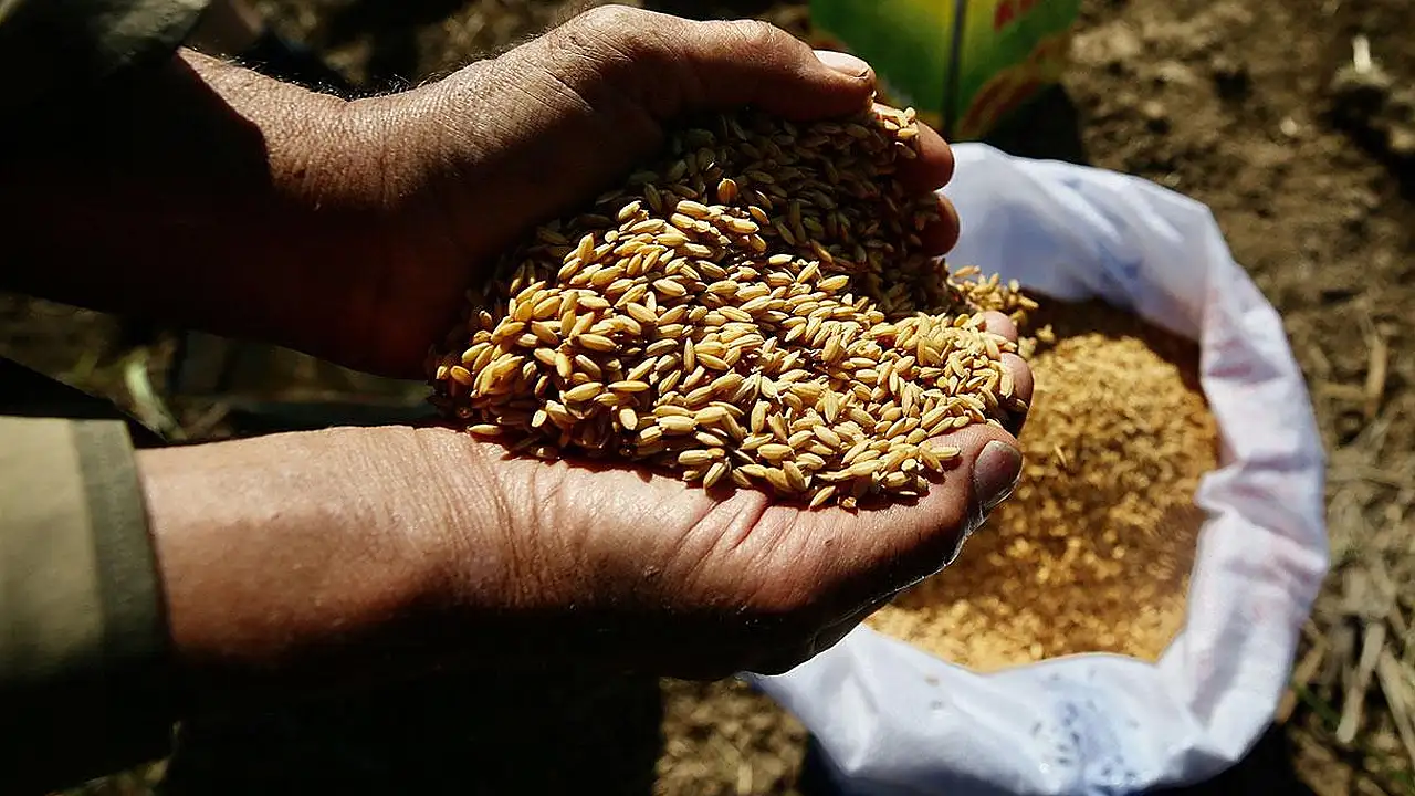 Ata tohumlarının genetiği değiştirilmemiş, katkısız ve sürdürülebilir olması sayesinde doğal yöntemlerle meyve-sebze yetiştirilecek
