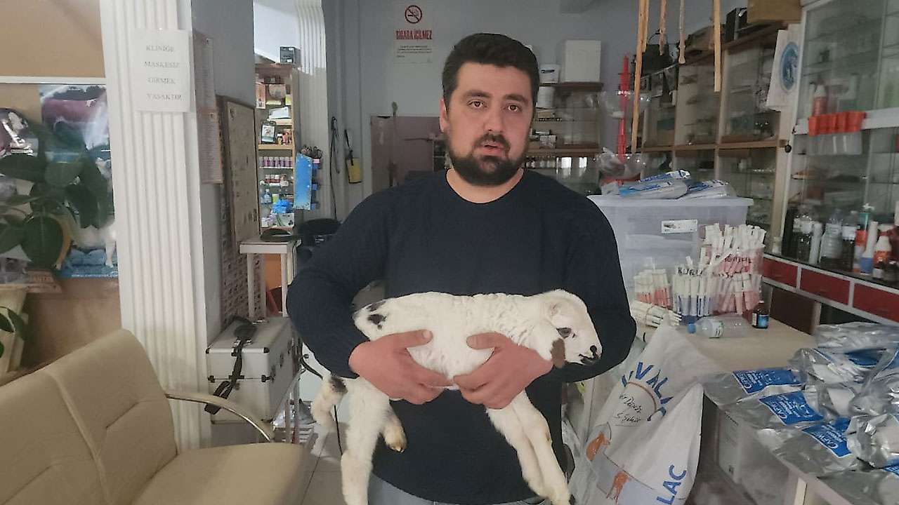 Seydişehir'de kuzuya cerrahi müdahale yapıldı