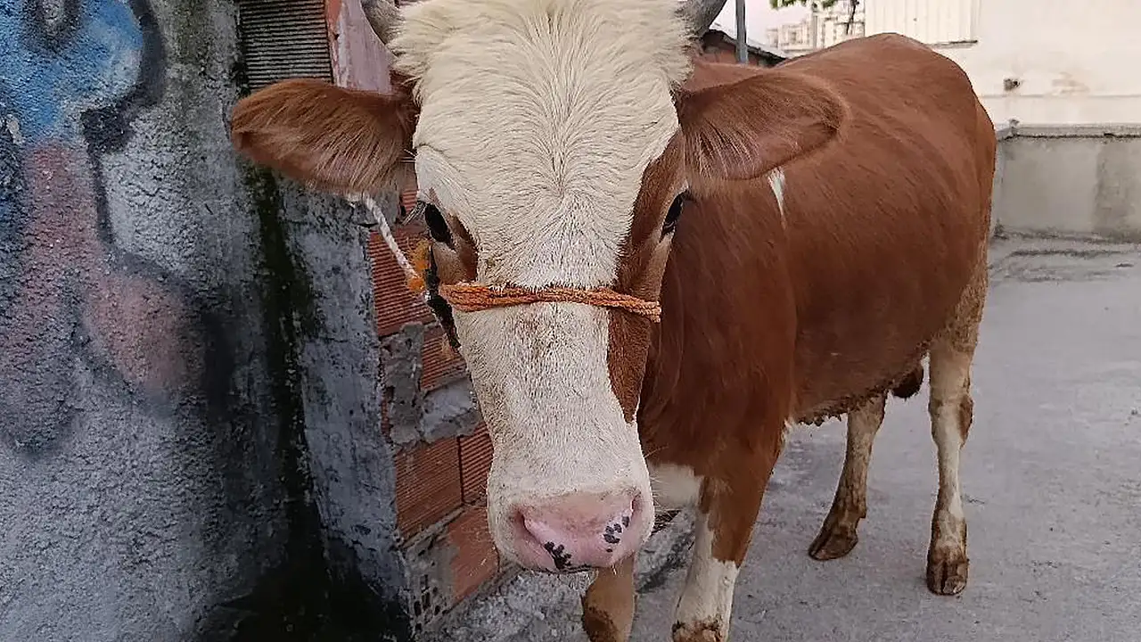 Görenler hayret etti! Kesmek için büyükbaş hayvanı 6'ıncı kata çıkardı