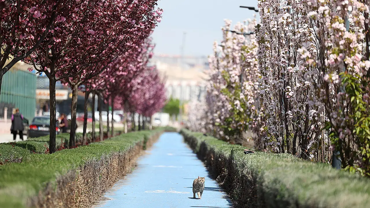 Konya Büyükşehir Belediyesi tarafından şehre kazandırılan parklardaki sakura ağaçları çiçek açarak baharın gelişini pembe ve beyaz tonlarla müjdeledi.