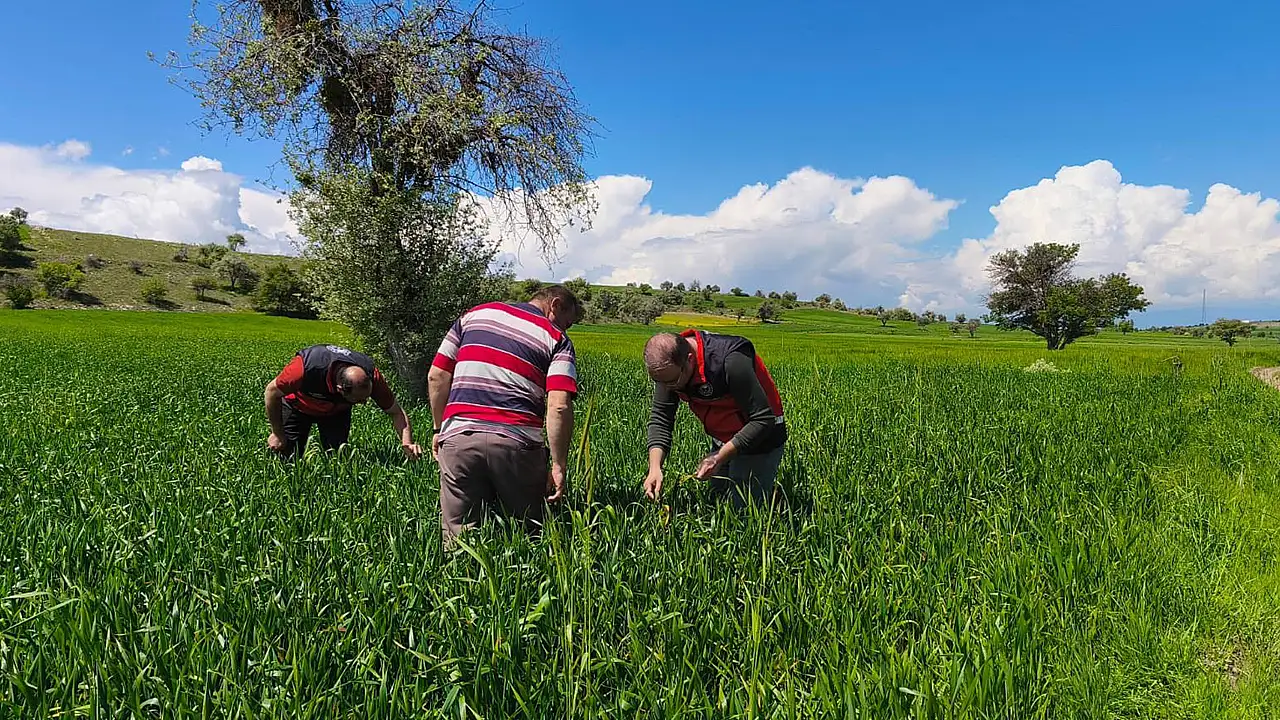 Konya'da ekili alanlarda süne çalışması yapılıyor