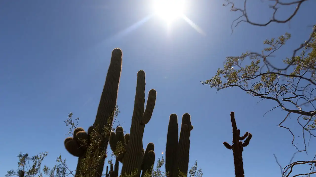 A Milliler'in kamp yaptığı Arizona nasıl bir yer?