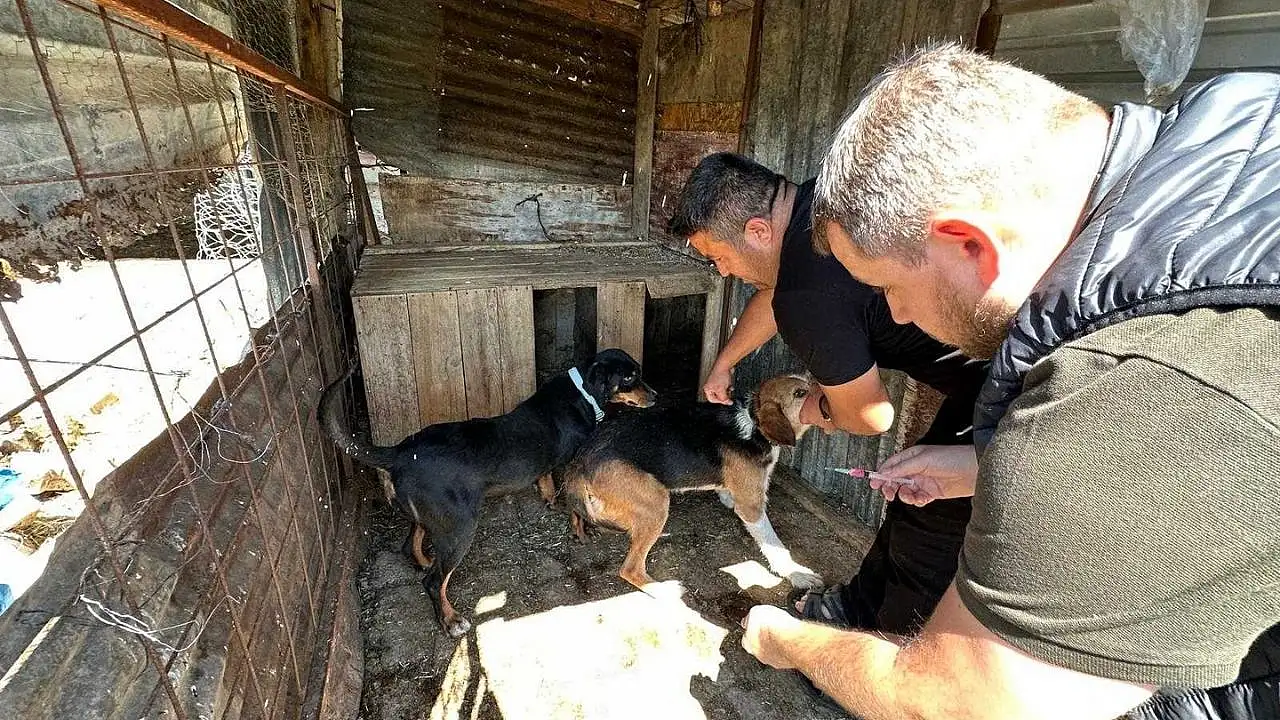 Konya'da hayvan sağlığı sıkı takipte