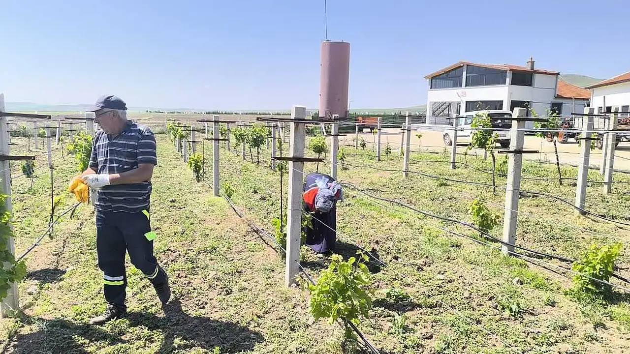 Konya'nın bu ilçesi bağcılığın merkezi olacak