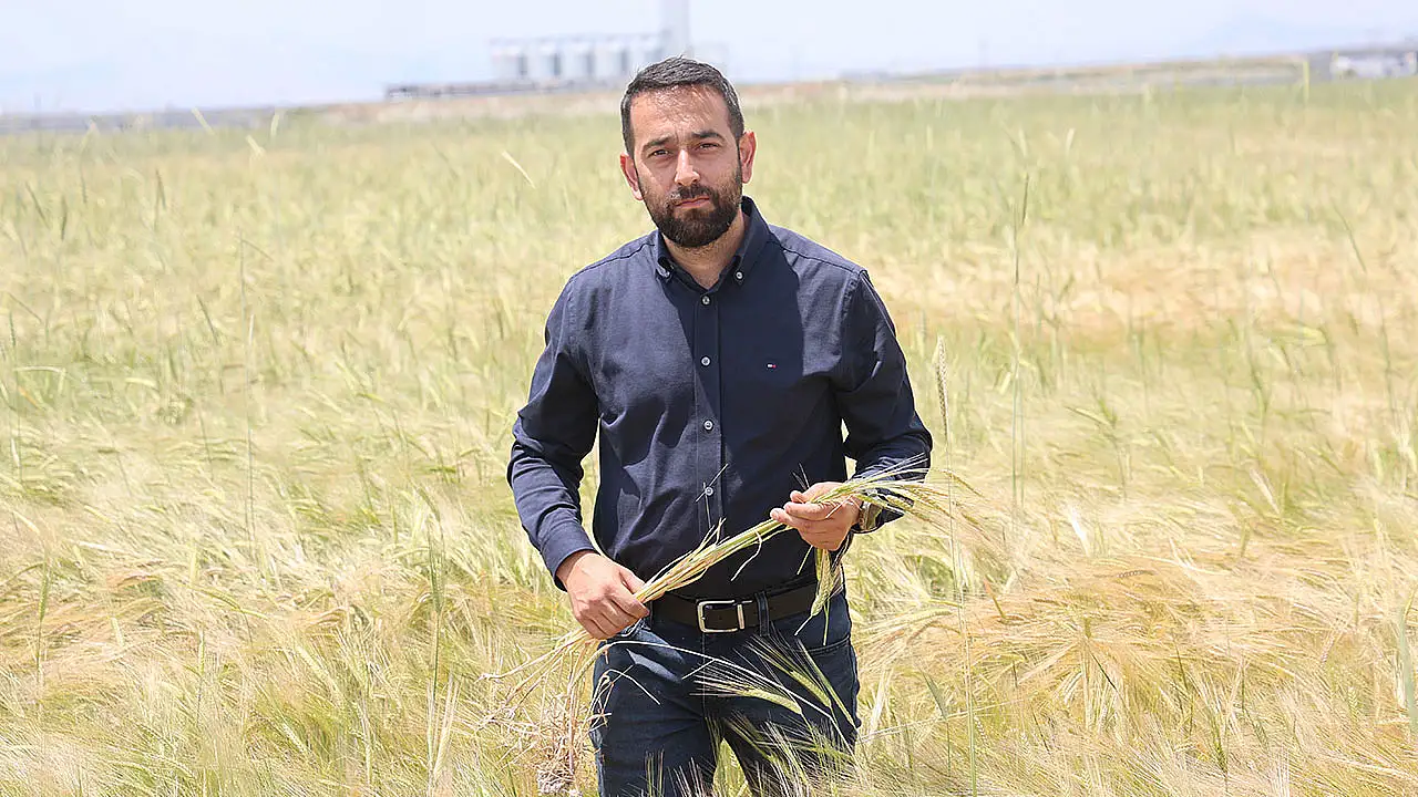 Konya Ovası'nda hasat öncesi sevindiren tablo