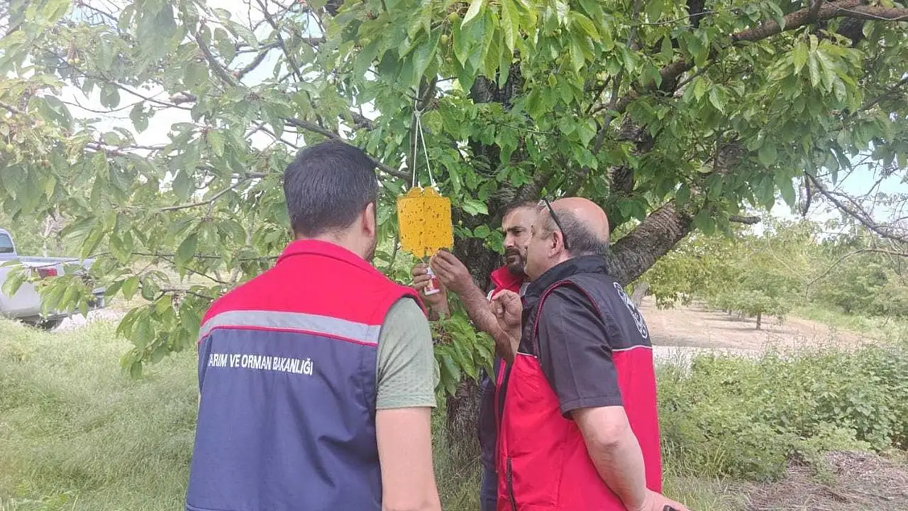 Konya'da zararlılara karşı tuzaklar kuruldu