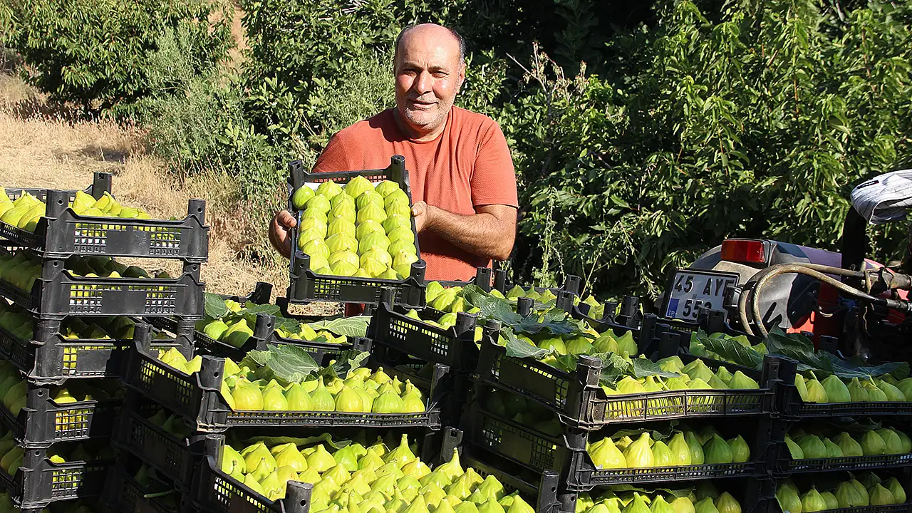 Dünyanın ilk inciri Manisa'dan Konya'ya yola çıktı