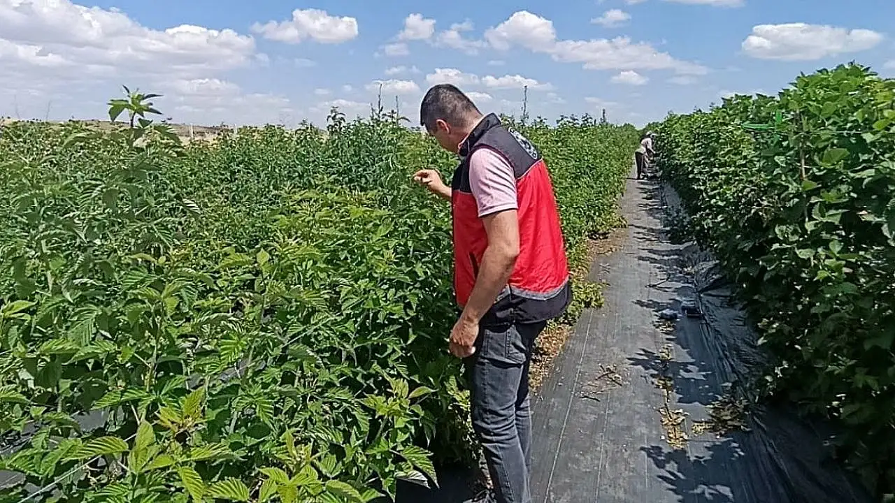 Konya'da meşhur blueberry meyvesi hasat edildi