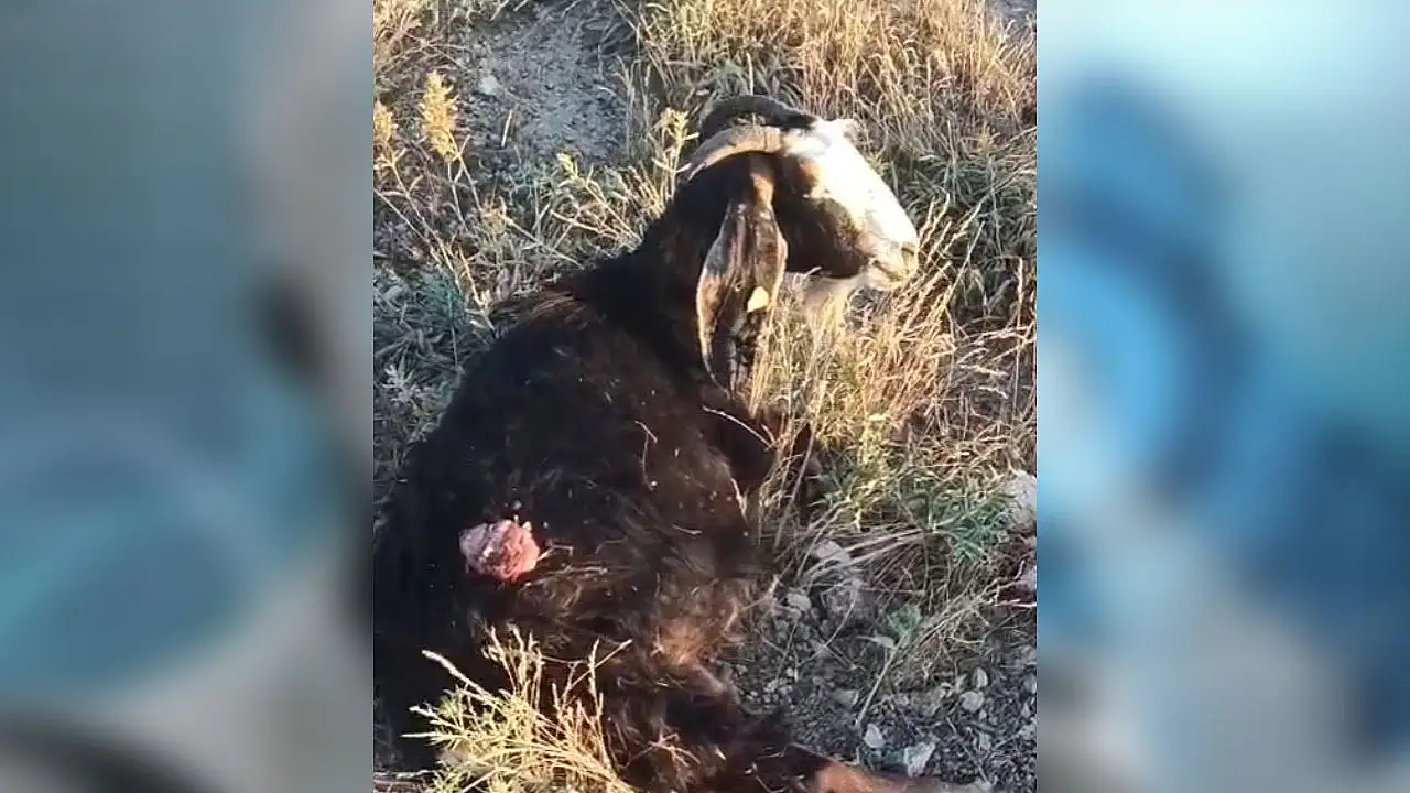 Konya'da sokak köpekleri keçiyi parçaladı