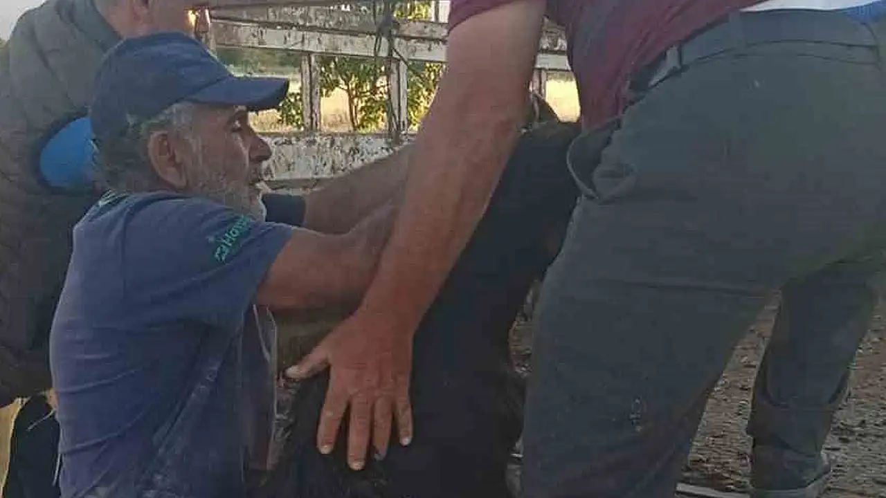 Konya'da sokak köpekleri keçiyi parçaladı
