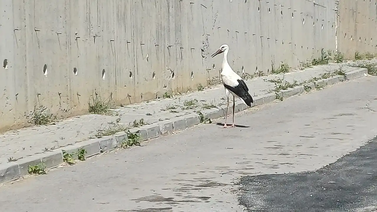 Konya'da yaralı leylek için seferber olundu