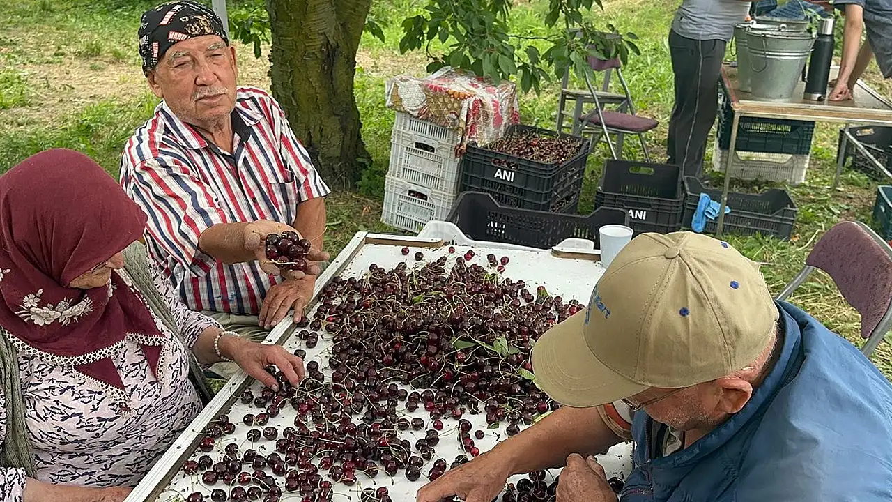 Konya'nın tescilli lezzeti tüm zamanların en yüksek rekoltesini verdi