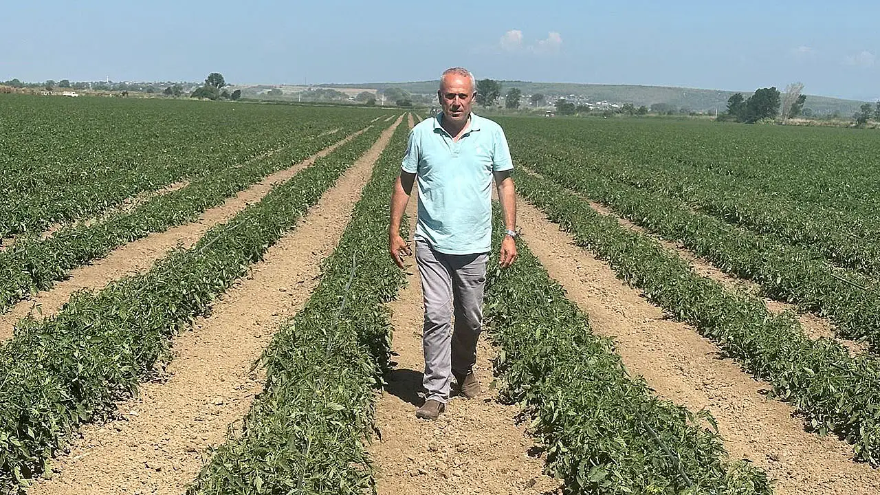 Konyalı firmayla anlaştı, 3 bin 500 ton karpuzu tarlada kaldı!