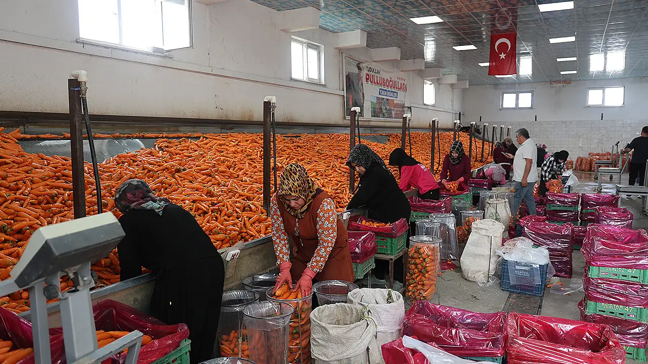 Yüzde 67'si Konya'dan çıkıyor! Tarladan dünyaya uzanan 120 günlük emek