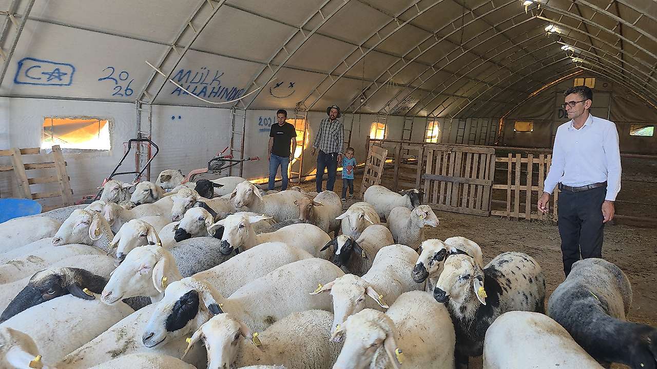 Aksaray'da hayvancılıkta şaşırtan dönem! KOP desteğiyle yaygınlaşıyor