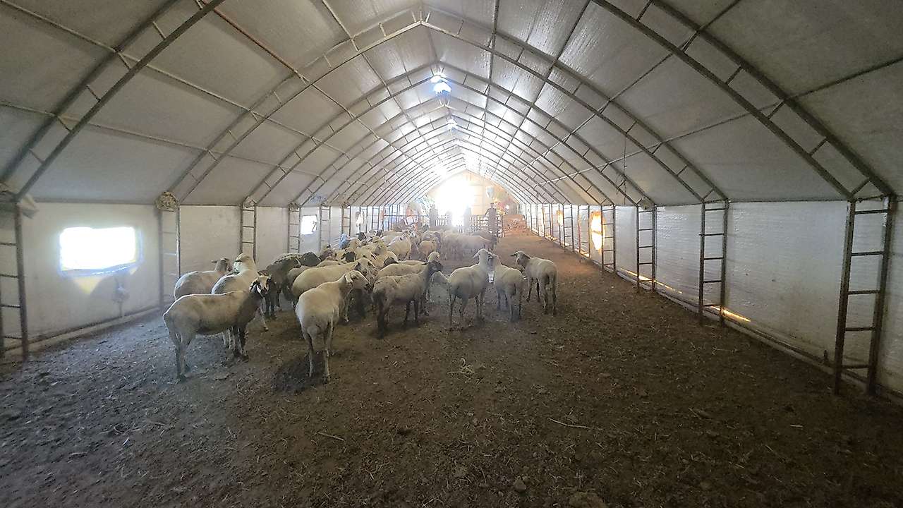 Aksaray'da hayvancılıkta şaşırtan dönem! KOP desteğiyle yaygınlaşıyor