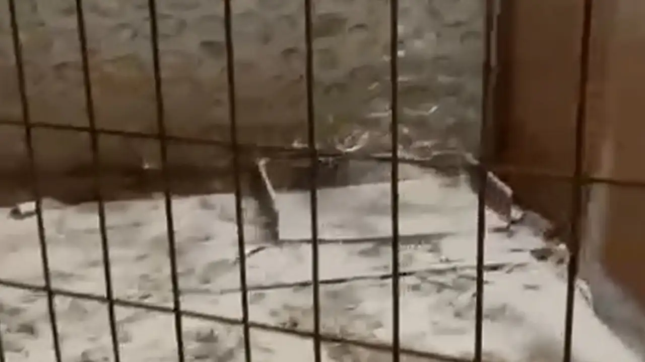İşte pire istilasına neden olan hayvanların tutulduğu ortam!