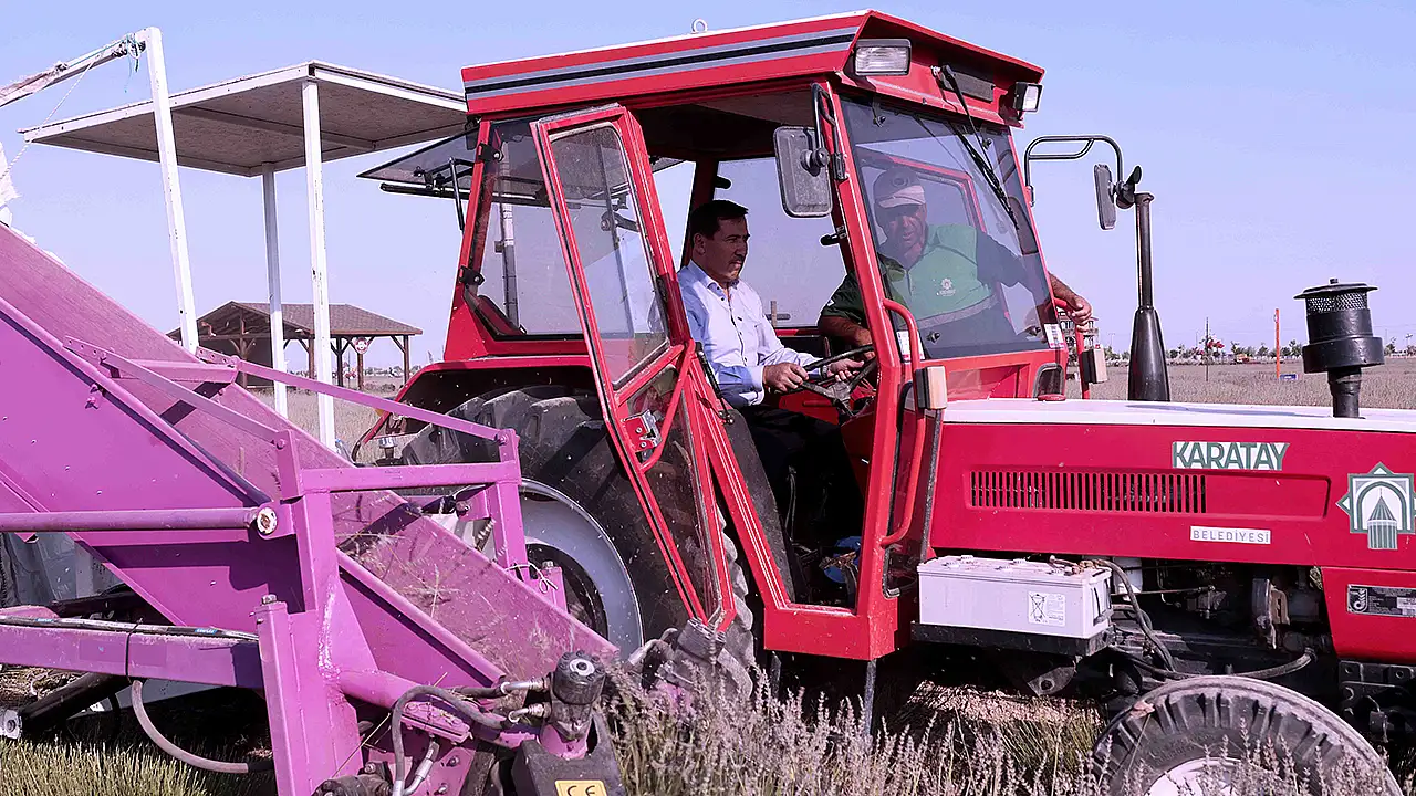 Karatay Lavanta Bahçesi'nde mor şölen bitti, hasat mesaisi başladı