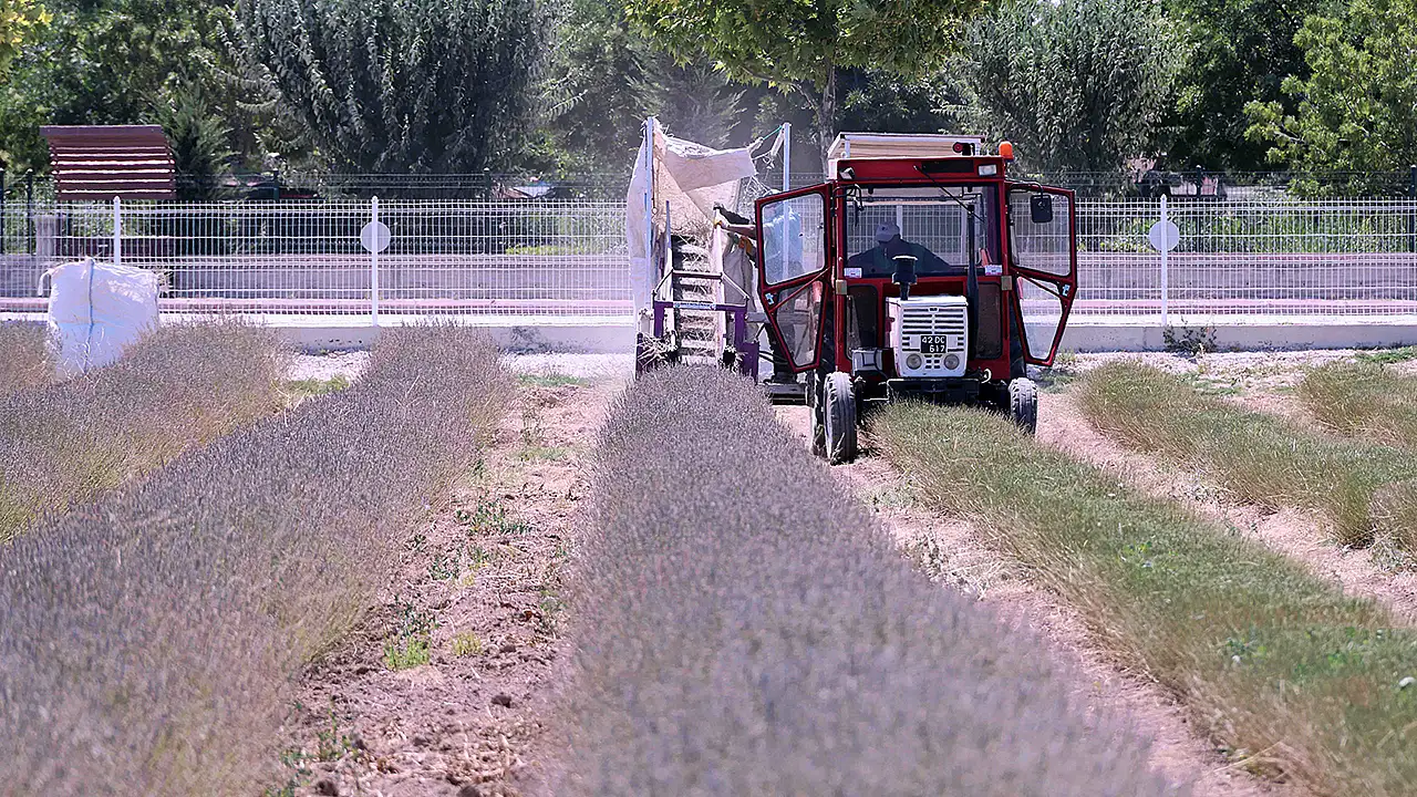 Karatay Lavanta Bahçesi'nde mor şölen bitti, hasat mesaisi başladı