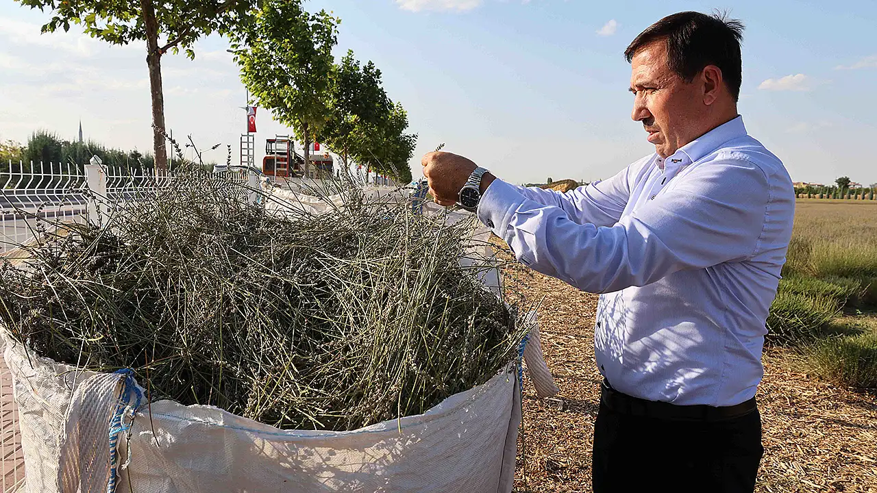 Karatay Lavanta Bahçesi'nde mor şölen bitti, hasat mesaisi başladı