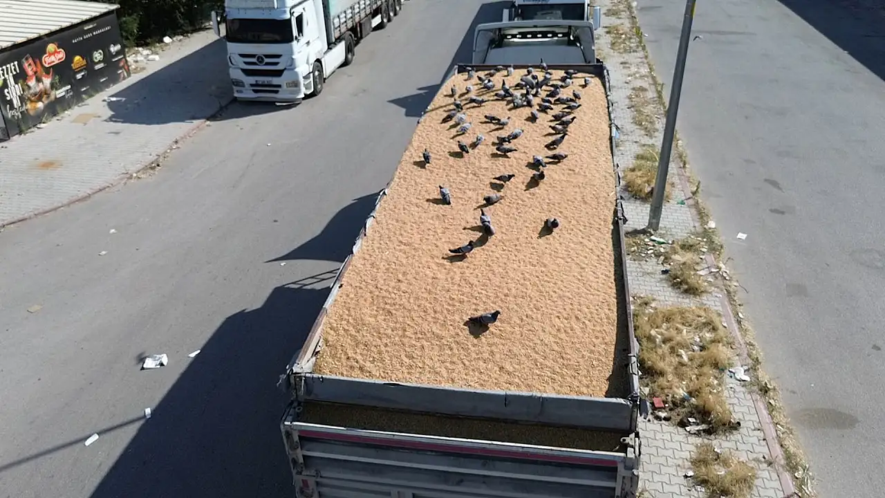 Konya buğday pazarının bereketi güvercinler oldu