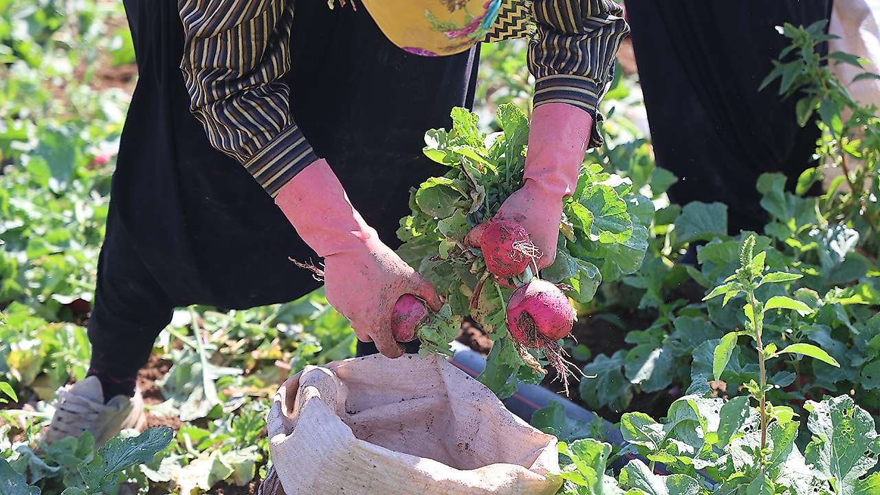 Konya'da çiftçinin yeni gözdesi: Kırk beş günde tarladan sofraya